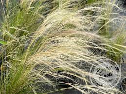 Image result for Nesaea ramosissima