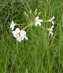 Image result for Pelargonium luridum