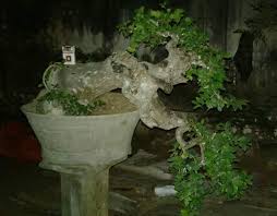 Indahnya Bonsai Serut Terbaik Bernilai Mahal
