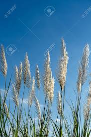 Image result for Phragmites karka