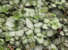 Image result for Plectranthus alboviolaceus