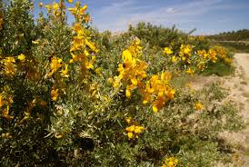 Image result for Adenocarpus