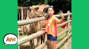 Unexpected Animal Attacks Afvs Wildest Animal Moments Youtube