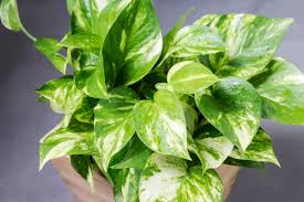 La taille s'avère bénéfique pour de nombreuses plantes en pot. Plantes D Interieur Culture De Vos Plantes Vertes Et Fleuries
