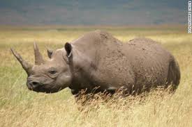 Western Black Rhino Declared Extinct Western Black Rhinoceros Rhino Extinct Dallas Safari Club