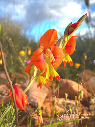 Image result for Dicoma galpinii