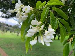 Image result for Craibia