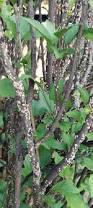 Image result for Hibiscus platycalyx