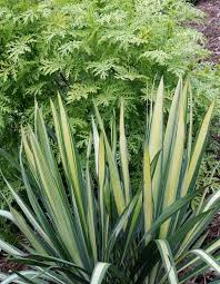 Maybe you would like to learn more about one of these? Seven Easy Tips For Growing Yucca Plants Article By Plant Delights Nursery