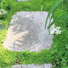 Mousse Helxine Couvre Sol Ombre Decoration Jardin Idees Jardin Jardin Japonais