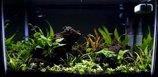 Aquarium kaca 120 x 40 x 40cm. Contoh Gambar Aquascape Dan Jenis Tanaman Alam Ikan