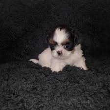 We did not find results for: Shih Tzu Puppies For Sale South 28th Street Phoenix Az 356447