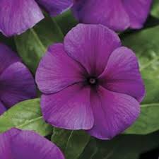 We did not find results for: 11 Vinca Annual Flowers Ideas Annual Flowers Vinca Flowers