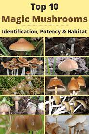 Top 10 Types Of Magic Mushrooms Identification Potency Habitat