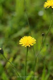 植物 おしゃれまとめの人気アイデア pinterest maki ichihara 黄色い花 タンポポ 花
