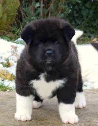 American Akita Dog Black And White Black Puppy Dog With White Socks Markings Really Cute Dogs Cute Animals Cute Dogs