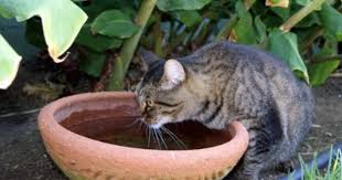 Animals Are Instinctively Drawn To Natural Remedies Including Calcium Bentonite Clay Holistic Pet Health Natural Pet Remedies Holistic Pet