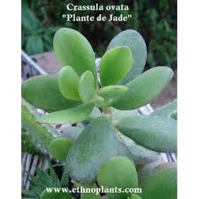 Epingle Sur Graines Et Plantes