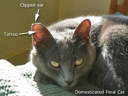 My cats are not wild cats. False Feral Cat Ear Clipping Tipping Poc