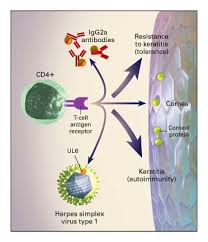 Image result for Autoimmunity