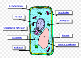 Fast & free shipping on many items! Parts Of A Plant Cell Parts Of A Plant Cell Free Transparent Png Clipart Images Download
