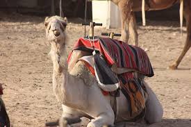 The site houses two bedouin tents made of sheep wool and goat hair designed for receiving guests and. Negev Camel Ranch Bewertungen Fotos Preisvergleich Dimona Israel Tripadvisor