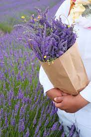 Freshly Picked Lavender At Hitchin Lavender Farm Uk Enchanting Place The Perfect Location For A Day Out Pic Lavender Fields Lavender Flowers Lavender Farm