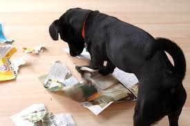 Behavior problems frequently seen in rescue animals