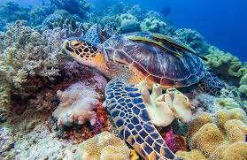 We did not find results for: The Most Beautiful Coral Reefs In The World Slideshow The Active Times