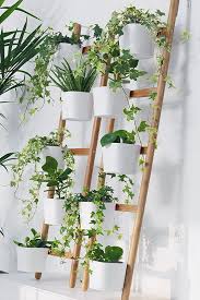 Pin Auf Beautiful Houseplants Indoor Gardens