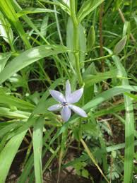 Image result for Walleria