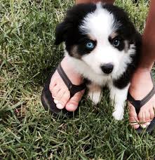Mini Black And Brown Australian Shepherd Our New Mini Australian Shepherd He Has One Blue Eye And One Brown Eye Australian Shepherd Mini Australian Shepherds Blue Heeler Puppies