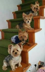 Miniature Black And Brown Yorkie Yorkshire Terrier Energetic And Affectionate Yorkshire Terrier Puppies Miniature Yorkshire Terrier Yorkshire Terrier