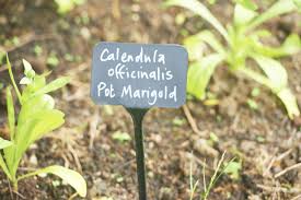 Photo Of The Weleda Biodynamic Garden Derbyshire Weleda Garden Fruit
