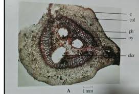 Image result for Strephonema sericeum