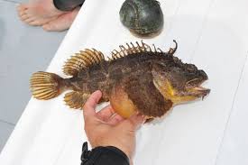9 authors, 75 titles made in the usa family owned since 1995 1 million combined friends, followers. Sea Raven Hemitripterus Americanus