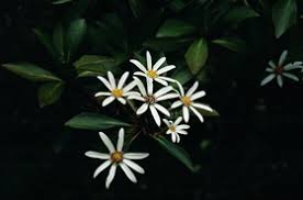 Image result for Vigna kirkii