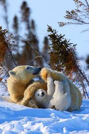 See more ideas about polar, baby polar bears, polar bear. Baby Bear Playing With Mom Best Android Wallpaper Best Android Themes And Background Android Park Animals Beautiful Polar Bear Animals