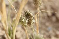 Image result for Enneapogon cenchroides