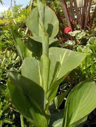 *calla lilies can be grown outdoors as perennials in tropical growing zones 9, 10, and 11 and as annuals in cooler zones. Canna Lily At Portland Nursery And Garden Center