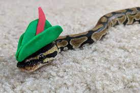 Pin On My Ball Python Boop Noodle