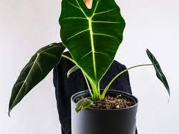 Why Are My Rubber Plant S Leaves Curling Fiddle Thorn In 2021 Plant Leaves Plants Rubber Plant Care