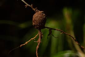 Image result for Eriosema lebrunii