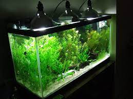 Pin On Fish Tank Ideas