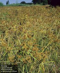 Image result for Cyperus obtusiflorus