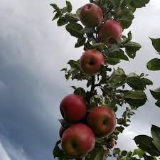 These types of trees are about ideal for deer. The Best Apple Trees For Deer Blue Hill Wildlife Nursery