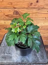 Image result for Cissus