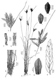 Image result for Pycreus xantholepis