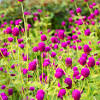 It has many varieties according to flower's color like blue diadem, black gem, and red boy are the most. 3