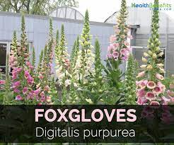 We did not find results for: Foxgloves Facts And Health Benefits